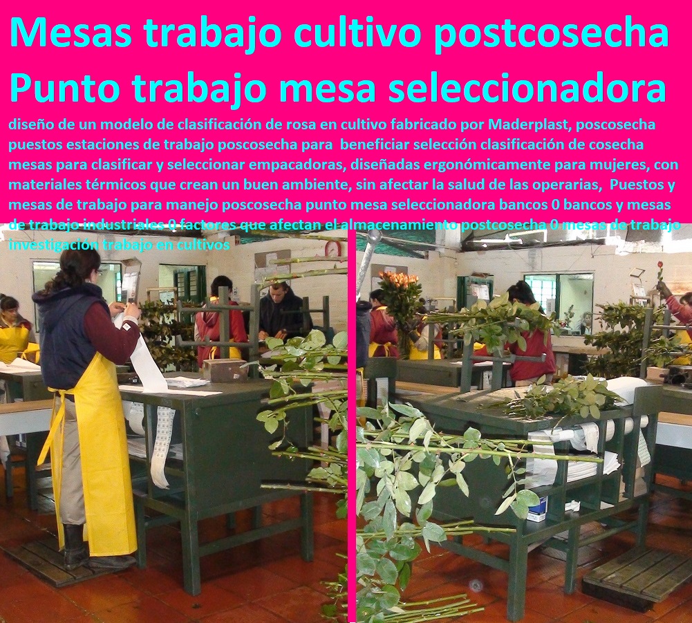 Puestos y mesas de trabajo para manejo poscosecha TUTORES PARA FLORES, CABLE VÍA BANANAS AROMÁTICAS, Cultivos Tecnificados, Invernaderos, Semilleros, Bancos De Siembra, Hidroponía, Agricultura, Cosecha, Poscosecha, punto mesa seleccionadora bancos 0 bancos y mesas de trabajo industriales 0 factores que afectan el almacenamiento postcosecha 0 mesas de trabajo investigación trabajo en cultivos Puestos y mesas de trabajo para manejo poscosecha punto mesa seleccionadora bancos 0 bancos y mesas de trabajo industriales 0 factores que afectan el almacenamiento postcosecha 0 mesas de trabajo investigación trabajo en cultivos